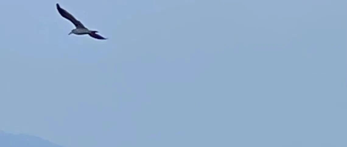 特斯拉人形机器人进展调研纪要