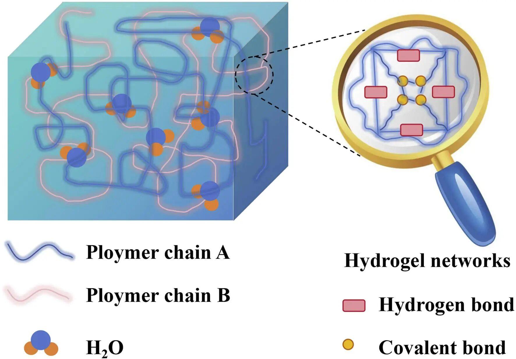 Frontiers | Emerging roles of hydrogel in promoting periodontal tissue regeneration and repairing bone defect
